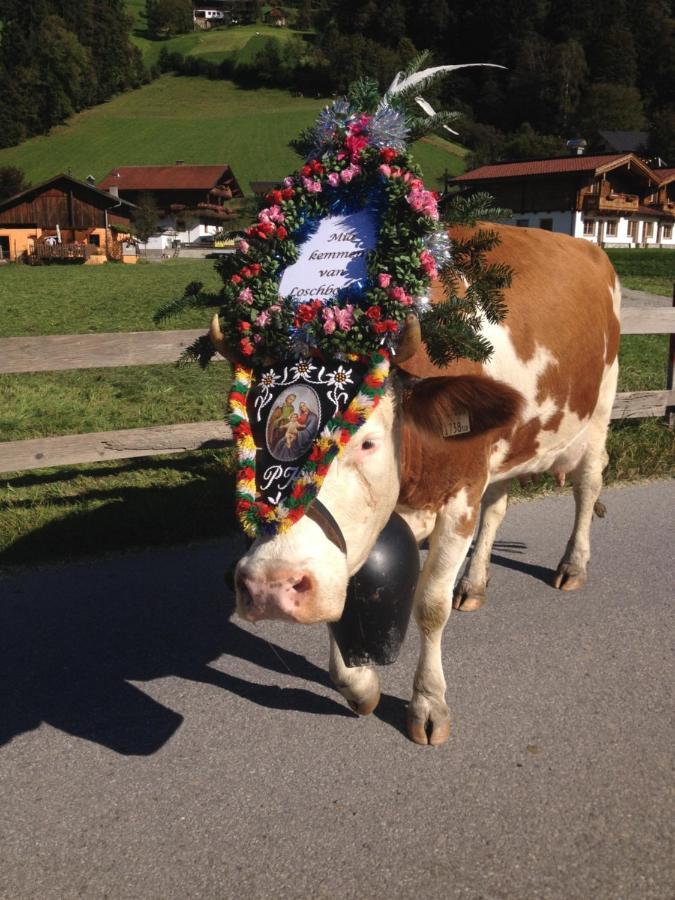 Chalets Aue Hart im Zillertal Exterior foto